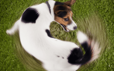 ¿Por Qué mi Perro Persigue su Cola?: Conoce las Estereotipias