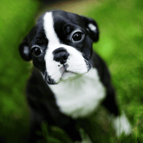 Superando el Miedo en mi Cachorro: Consejos Esenciales