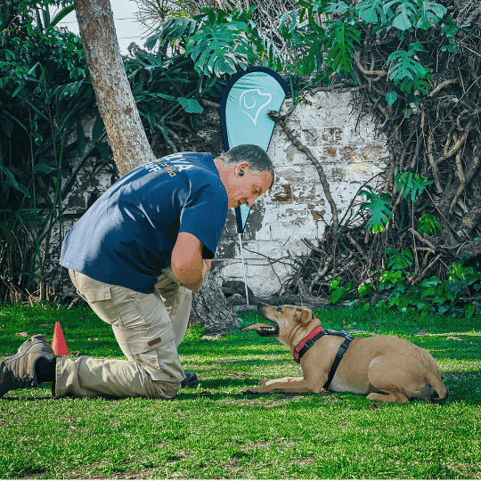 El Mejor Momento para Empezar a Adiestrar a tu Perro