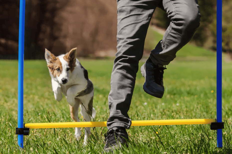 Cansancio vs. Bienestar: Rompiendo mitos en la educación canina