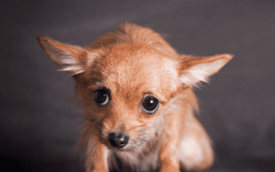 ¿Tu perro tiene miedo? Descubre como ayudarlo