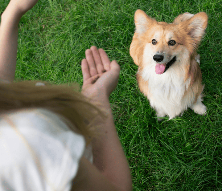 De Humillación a Sobreprotección: Extremos en la Educación Canina