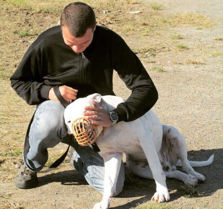 ¿Qué hay que hacer para ser educador canino?