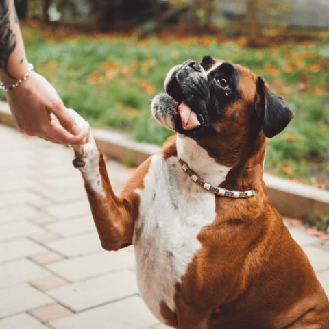 Educación Canina con Métodos Modernos mejora la calidad de vida